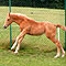 Chili im Juli 2008