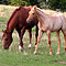 Chili im September 2008