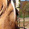 Chili Fr�hjahr 2010