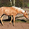 Chili Fr�hjahr 2010