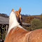 Chili Fr�hjahr 2010