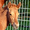 Chili im April 2008 (12 Tage alt)