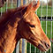 Chili im April 2008 (12 Tage alt)