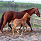 Chili im April 2008 (12 Tage alt)