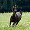 Sommer 2010
