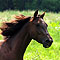 Sommer 2010