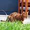 Sommer 2010