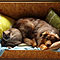 Kimba mit Twister 2009