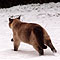 Kimba - Winter 2009/2010