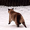Kimba - Winter 2009/2010