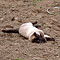 Kimba 2009