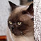 Kimba Sommer 2010