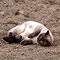 Kimba 2009