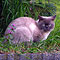 Kimba 2008