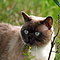 Kimba Sommer 2010