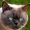 Kimba Sommer 2010