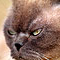 Kimba Sommer 2010