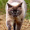 Kimba Sommer 2010