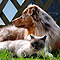 Kimba und SEIN Twister Herbst 2010