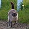 Kimba 2010
