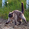 Kimba 2010