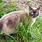 Kimba 2010
