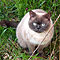 Kimba 2010