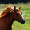 Sommer 2010