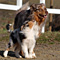 Twister und Cracker 2011