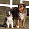 Twister und Cracker 2011