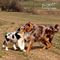 Twister und Cracker 2011