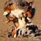 Twister und Cracker 2011