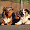 Twister und Cracker 2011