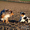 Twister und Cracker 2011