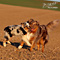 Twister und Cracker 2011