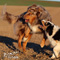 Twister und Cracker 2011