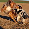 Twister und Cracker 2011