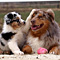 Twister und Cracker 2011
