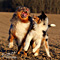 Twister und Cracker 2011