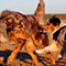 Twister und Cracker 2011