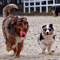 Twister und Cracker 2011