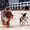 Twister und Cracker 2011