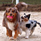 Twister und Cracker 2011