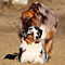 Twister und Cracker 2011