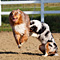 Twister und Cracker 2011