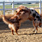 Twister und Cracker 2011