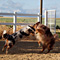 Twister und Cracker 2011
