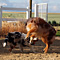 Twister und Cracker 2011