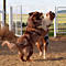 Twister und Cracker 2011