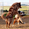 Twister und Cracker 2011